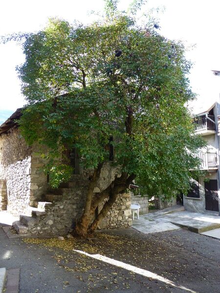 La place du Sureau à Saint-Crépin