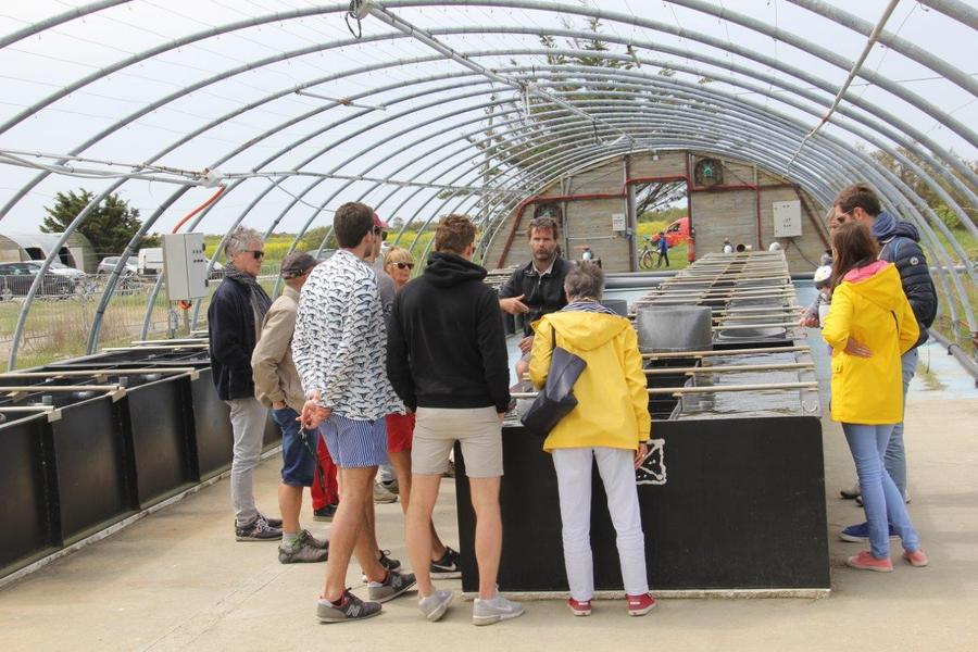 Visite guidée de la ferme aquacole et dégustation d'huîtres par la Ferme des Baleines