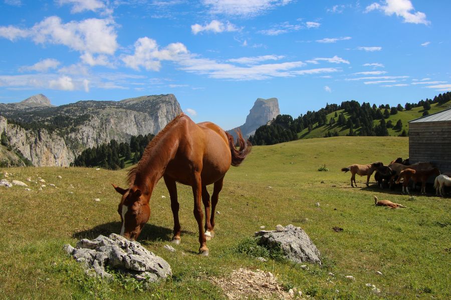 Les chevaux des alpages