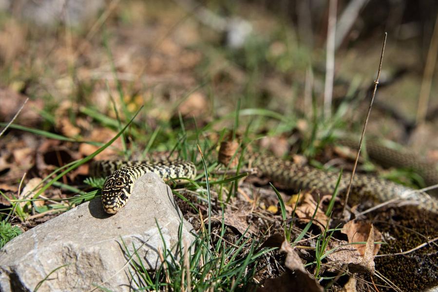 Rdv avec un garde-moniteur : les serpents