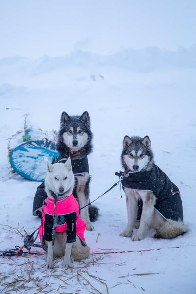 La Grande Odyssée Royal Canin : 3ème étape_Les Déserts