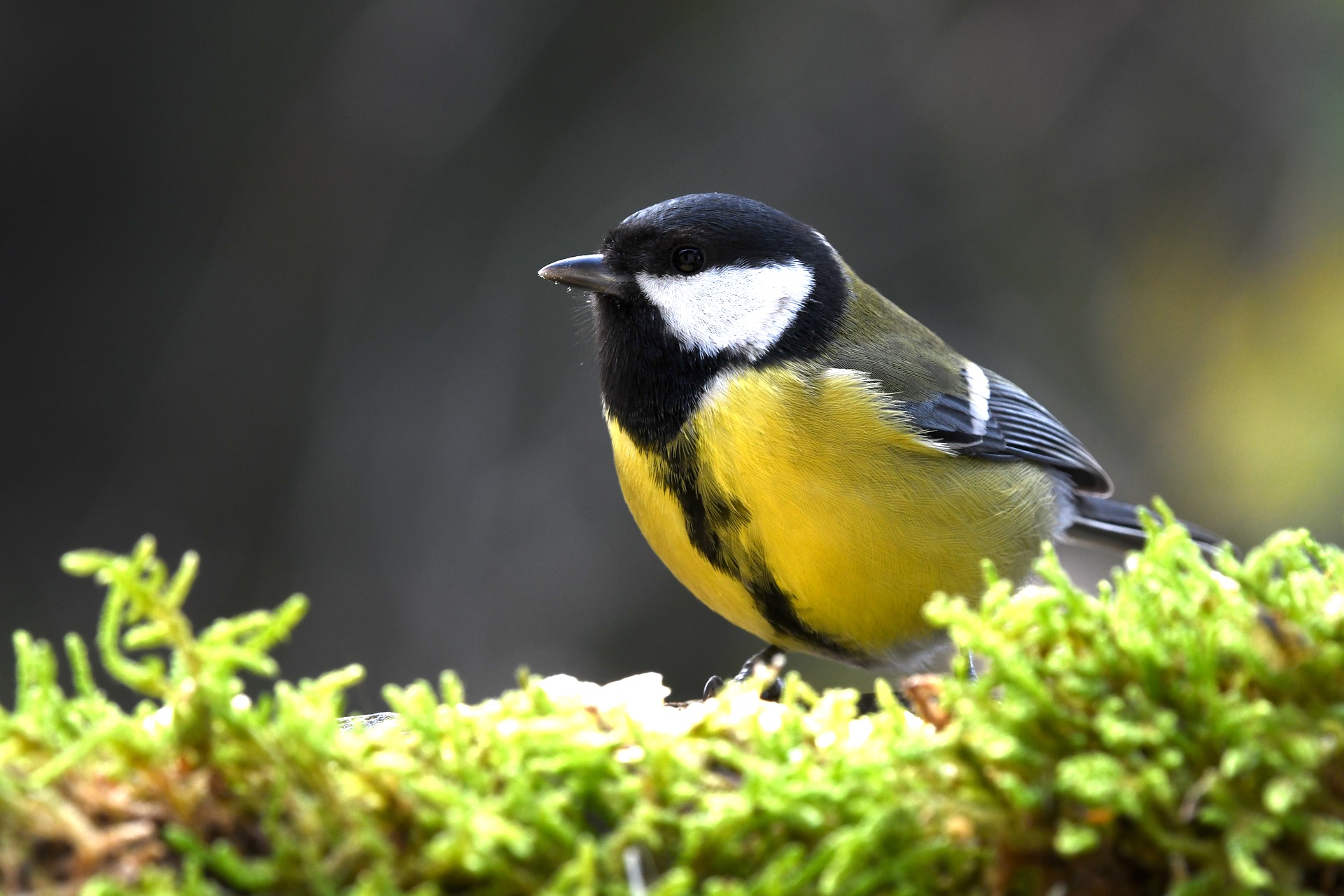 Balades Découverte de la nature "Oiseaux"