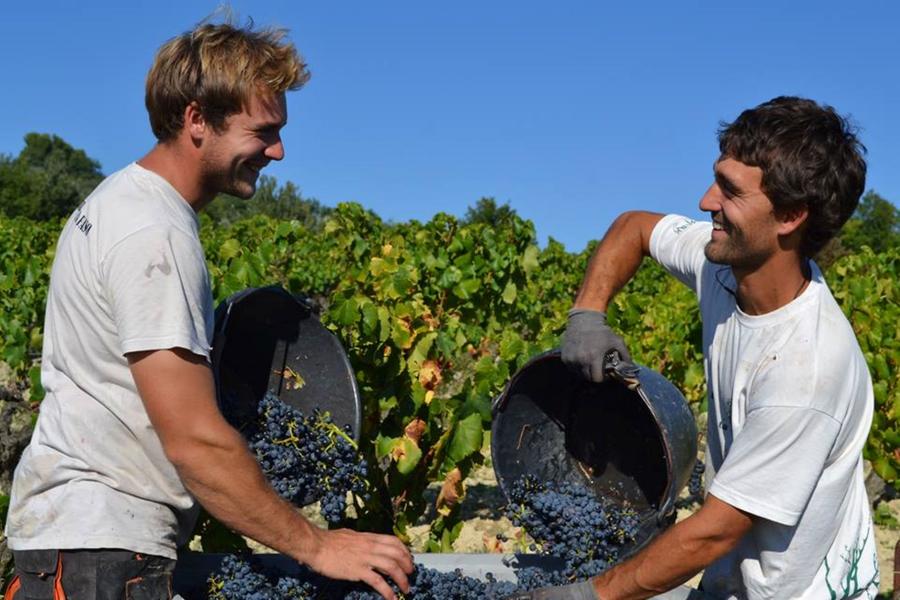Visite du vignoble et de la cave - Domaine Ferme des Arnaud_Villedieu