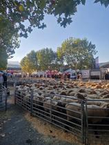 Foire Agricole - Saint-André-les-Alpes-it - Photo 2