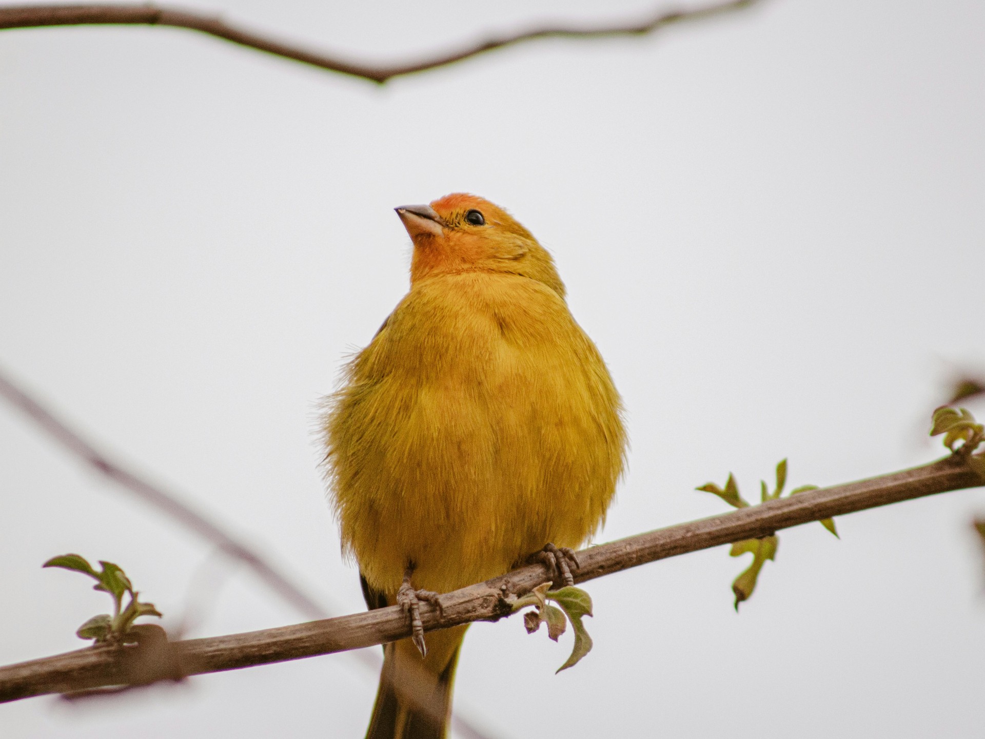 Être un oiseau et habiter le monde