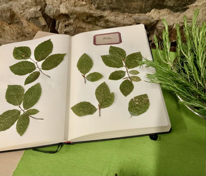 HERBIER DE FEUILLES D’ARBRES