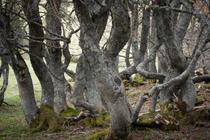 Des Hommes qui explorent à ceux qui plantent des arbres_Engins