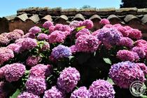 Gîte L'Annexe au Château de Pravins à Blacé  (Rhône, Beaujolais, proximité de Villefranche-sur-Saône) : les nombreux hortensias à l'entrée du château.
