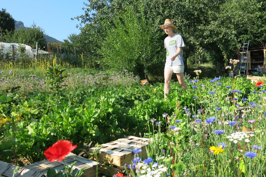 Au Jardin, les Ombelles