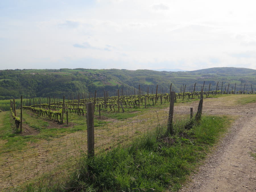 Coteaux dans le parc naturel du Pilat