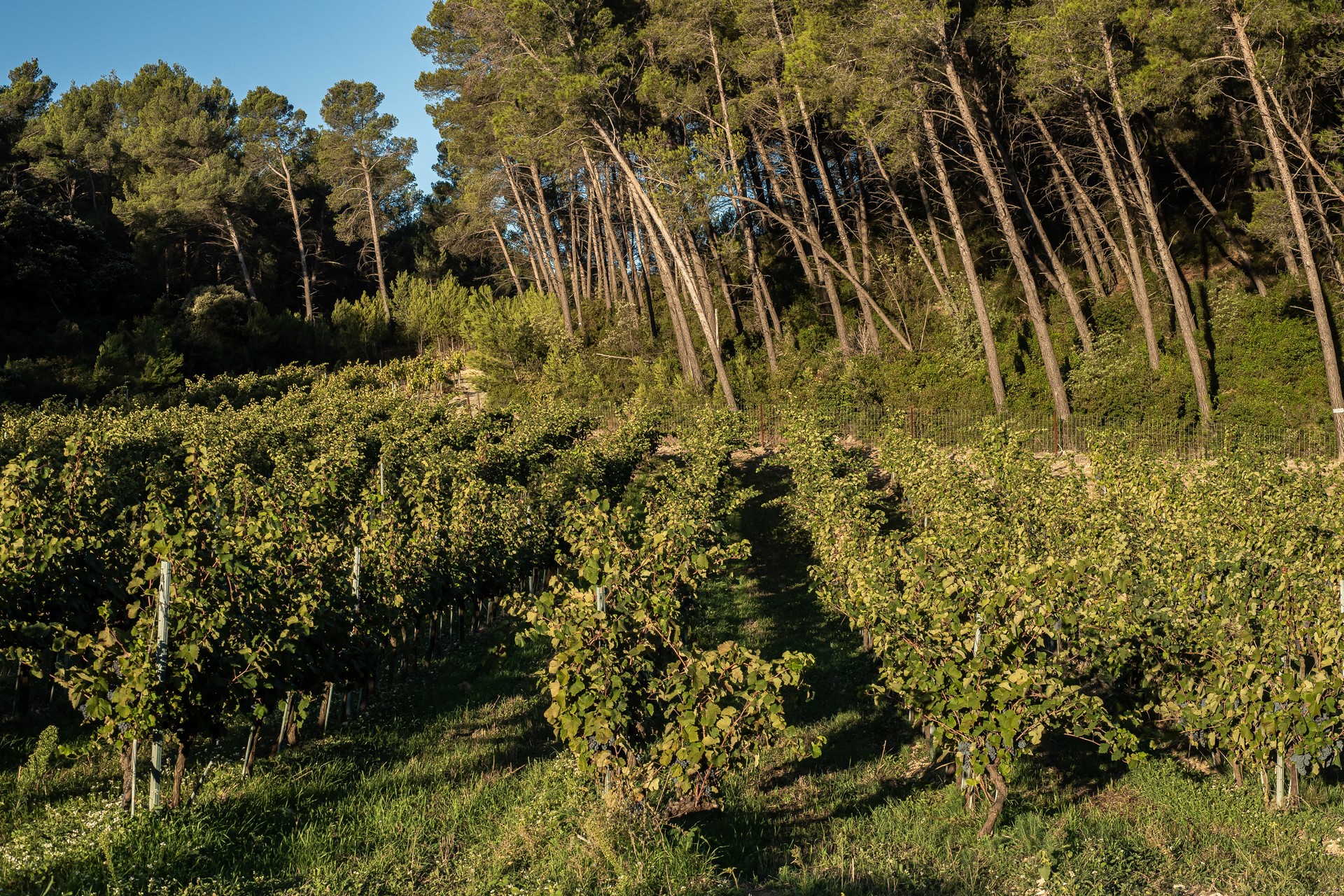 Domaine Dalmeran, Saint-Étienne-du-Grès - photo 13