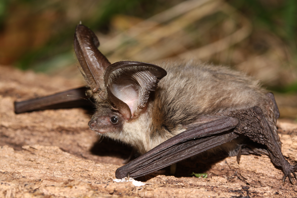 Sortie nature - Soirée Chauve-souris
