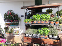 Clara Fleurs - Villeneuve-Loubet