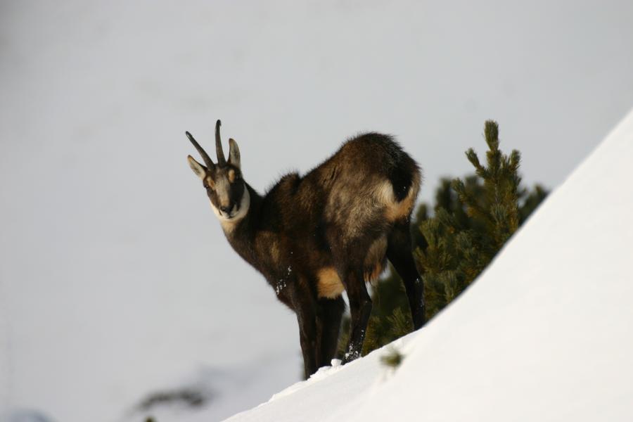 Randonnée en Raquette à Aussois_La Norma