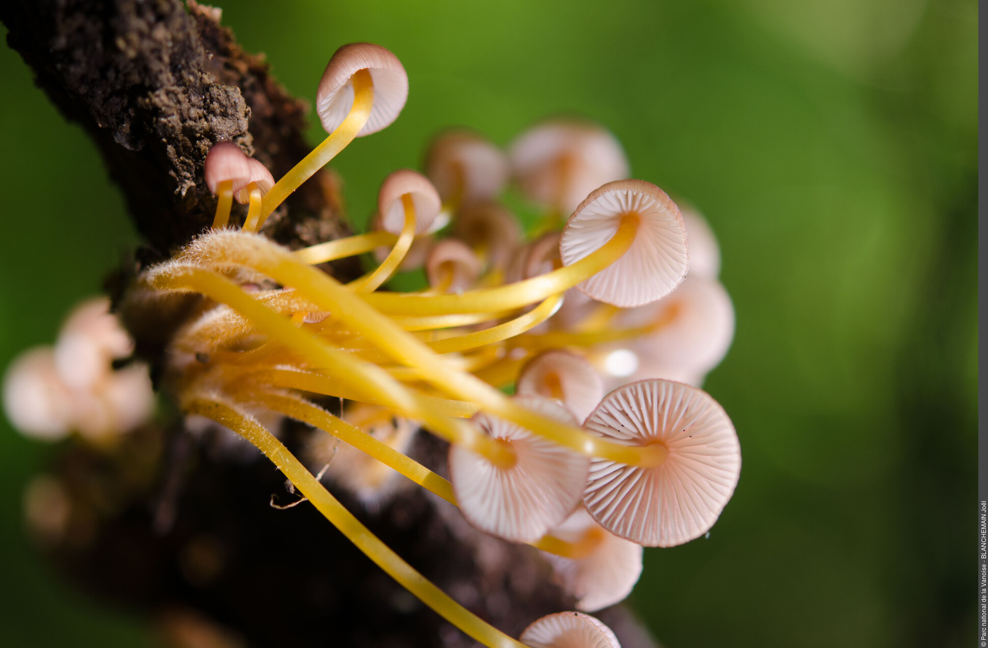 Champignon - Parc national de la Vanoise