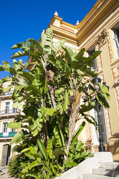 Strelitzia à la mairie