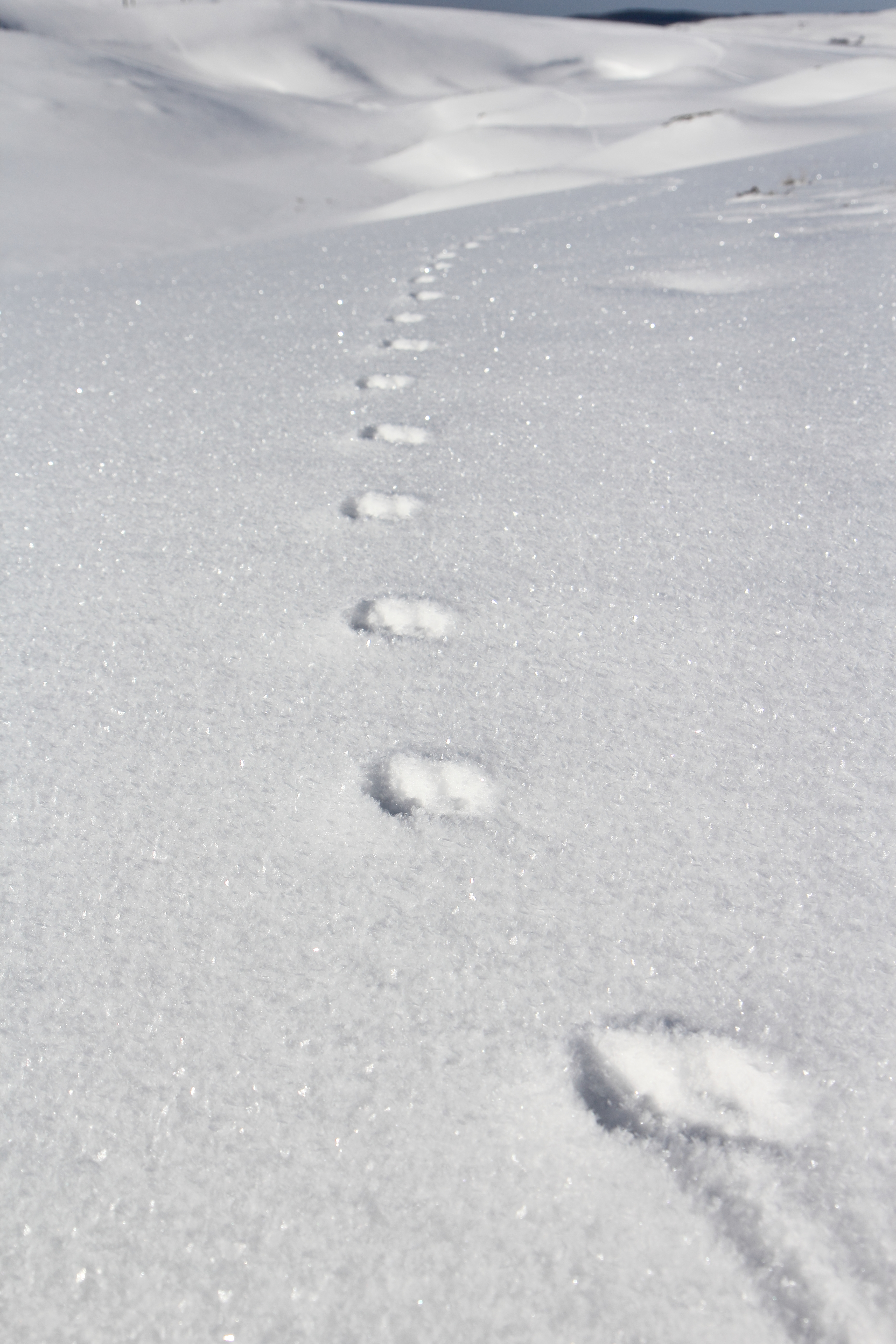 De pas en pattes à Super-Besse