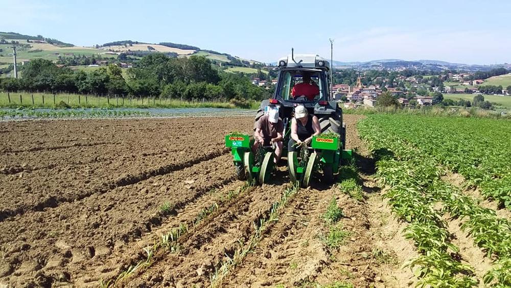 plantation des poireaux