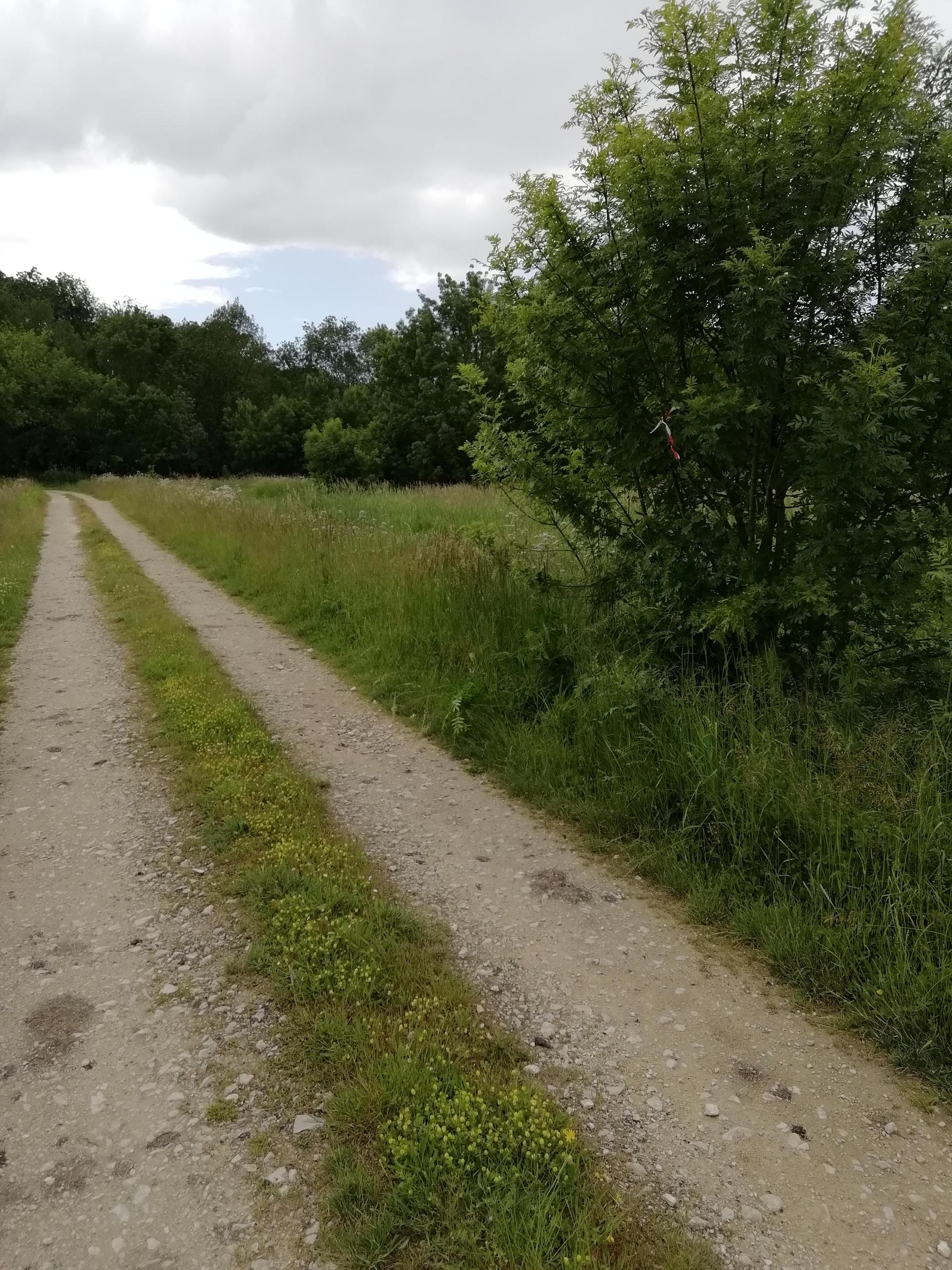 Transhumance avec les biquettes d'Anais