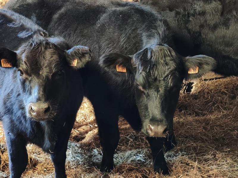 Petit gîte La Ferme de Magnaudès_Borée