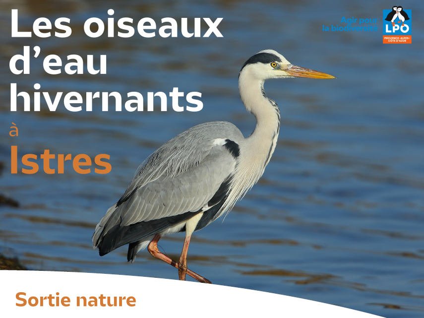 Les oiseaux d'eau hivernants à Istres avec la LPO