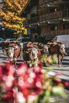 Veillée d'hiver : l'agriculture