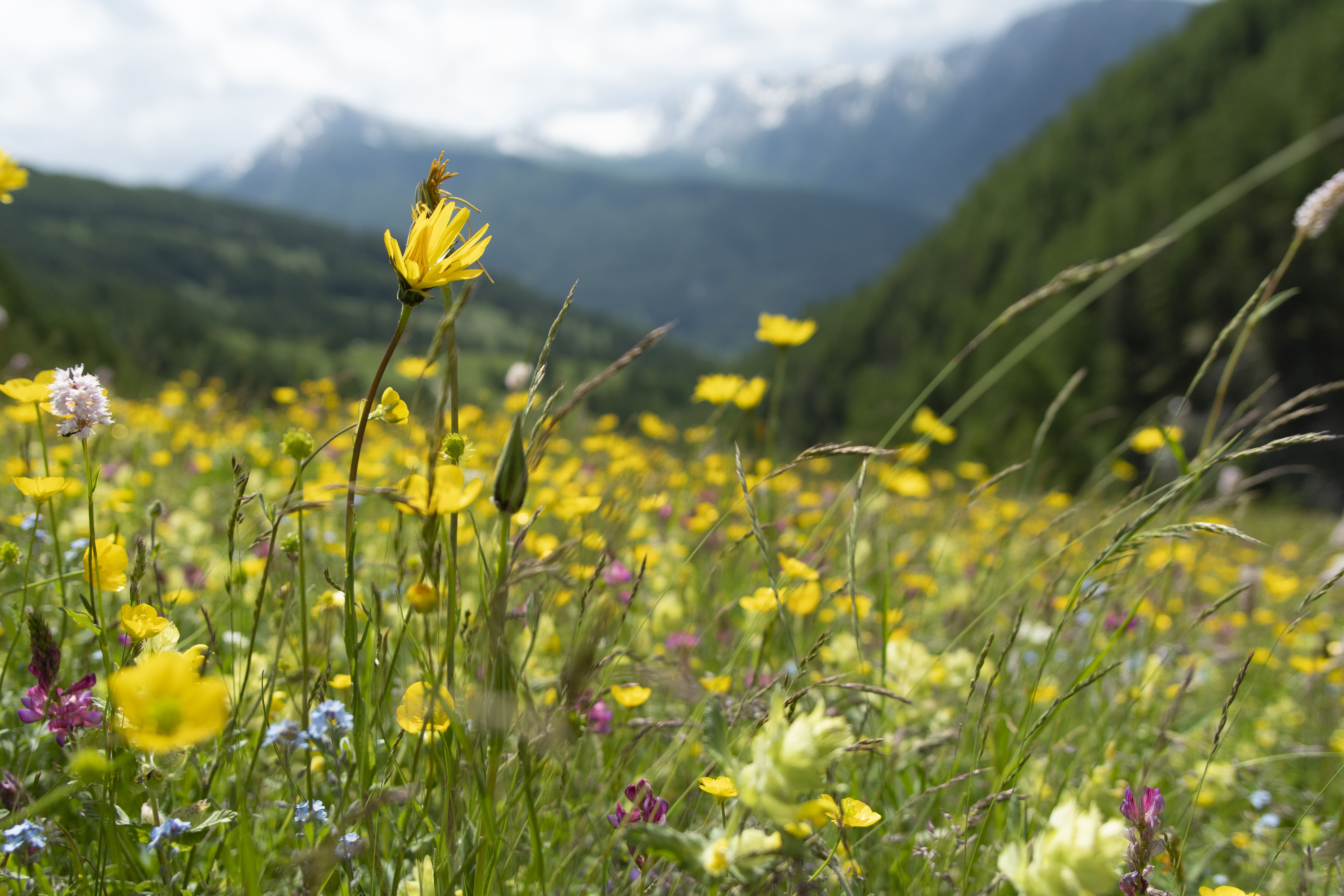 Prairies d'Aiguilles