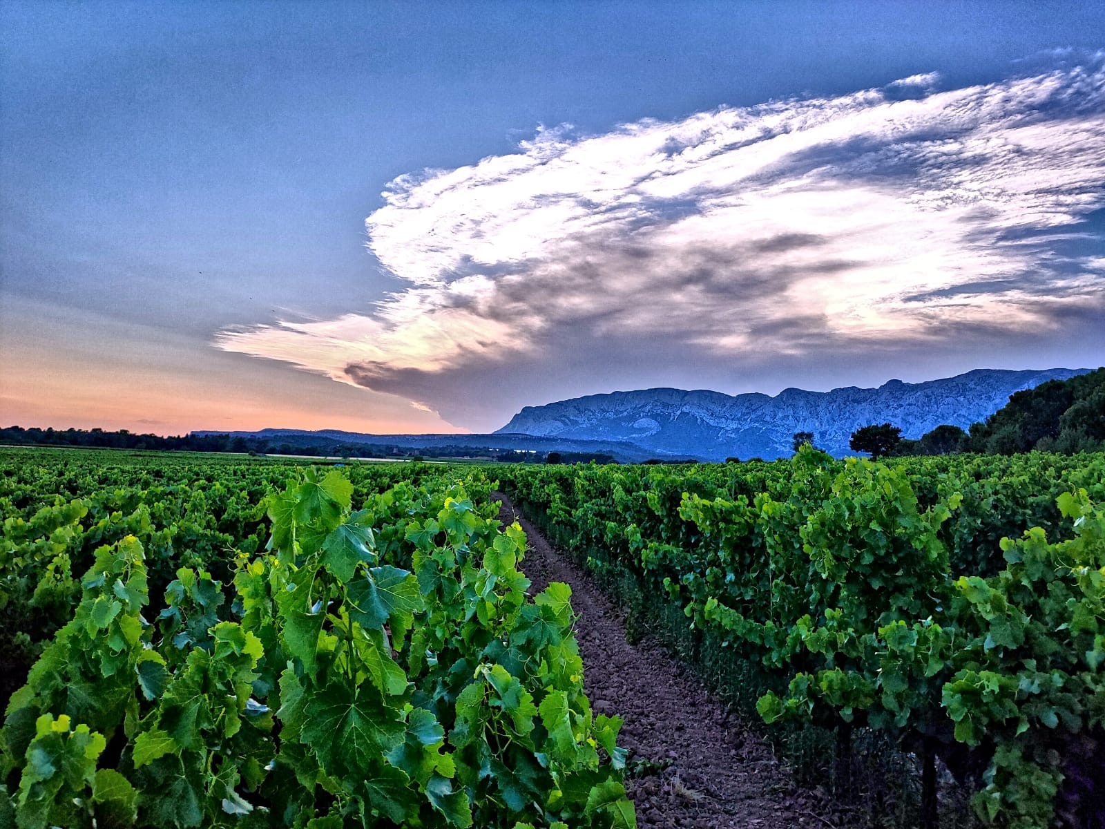 Les vignerons du Mont Sainte-Victoire