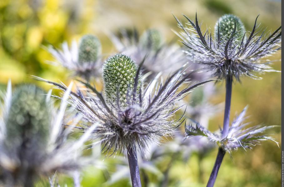 Exposition De fleur en fleur_Modane