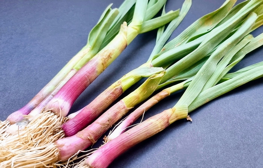 Le brin d'aillet à Courcoury