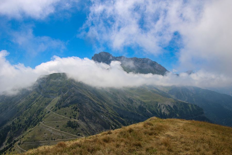 L'obiou en premier plan