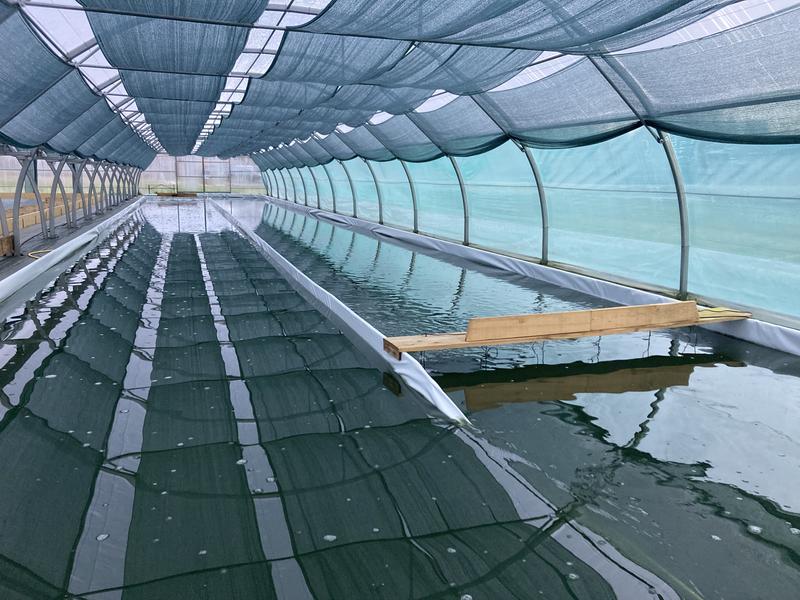 Spiruline Astrée_Trévoux