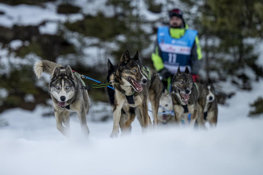 La Grande Odyssée Royal Canin : 3ème étape_Les Déserts