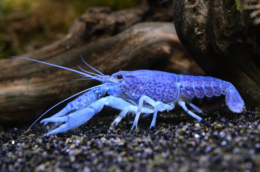 Aquarium tropical de la Porte Dorée 