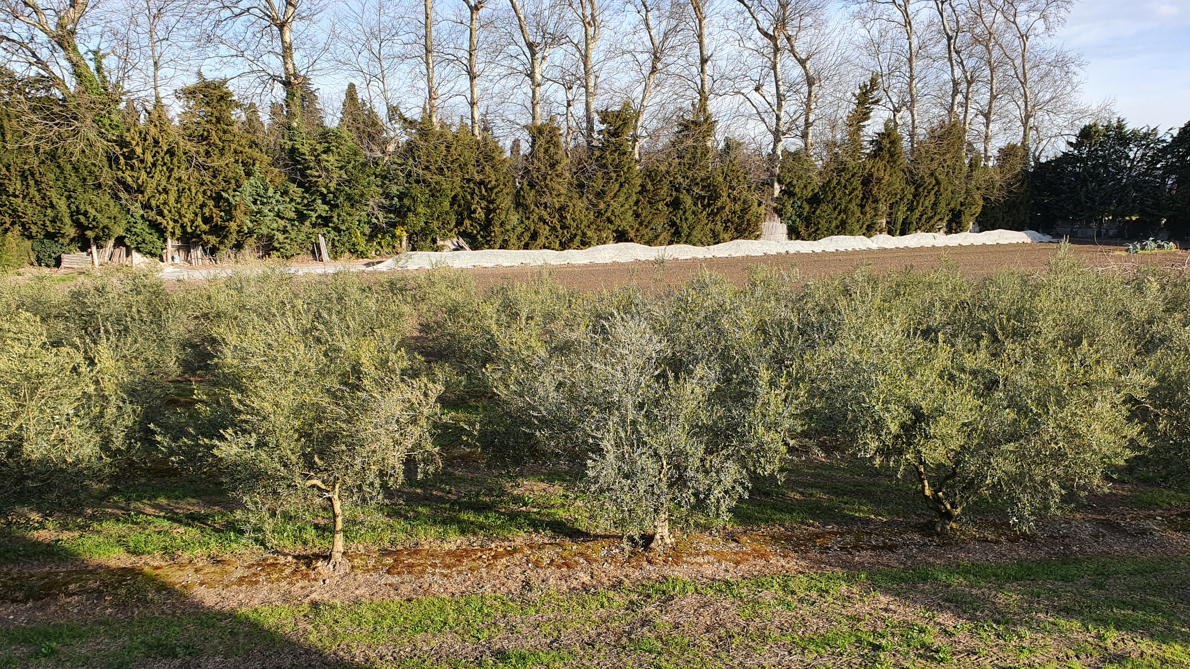 Chez Jeannot et Yollande, Châteaurenard - photo 11