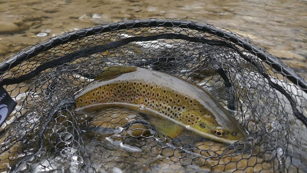 truite fario de rivière