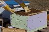 beekeeping-g688a93747_1920