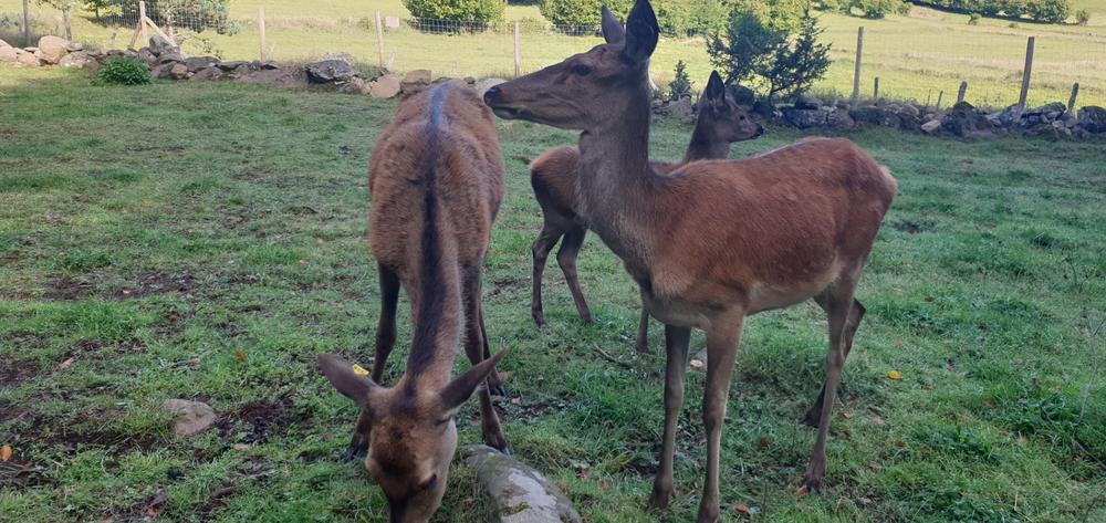 Visite pédagogique autour des animaux