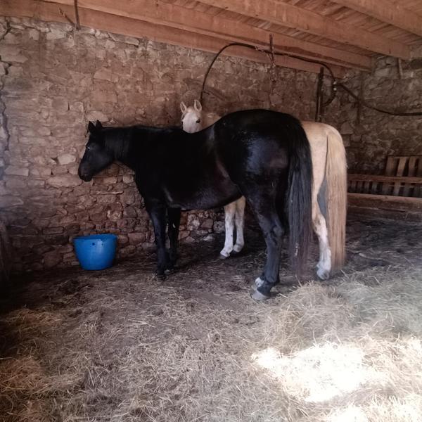 Petit gîte La Ferme de Magnaudès_Borée