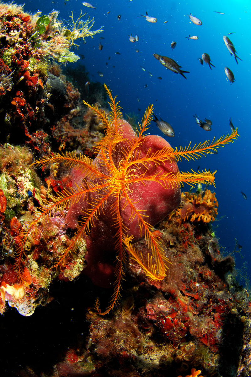 Comatule de Méditerranée