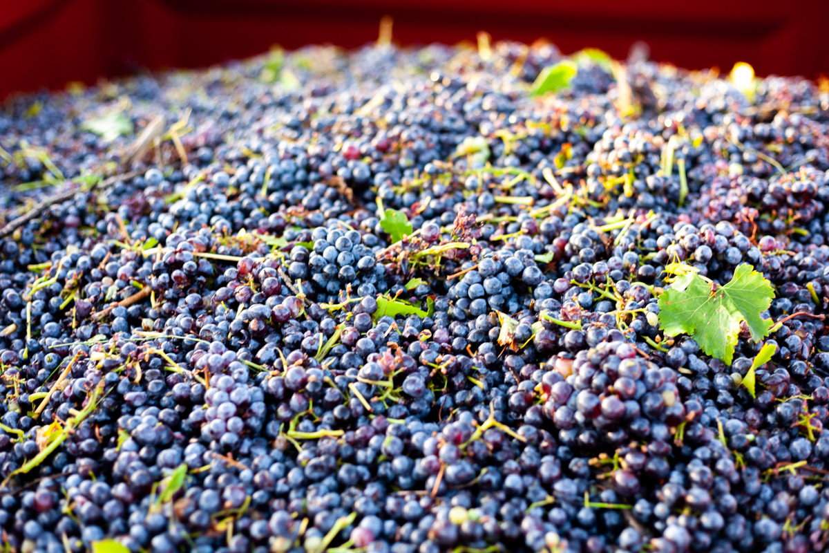 Les vignerons du Mont Sainte-Victoire - photo 2