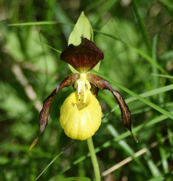 Sabots de Venus - Dent du Villard