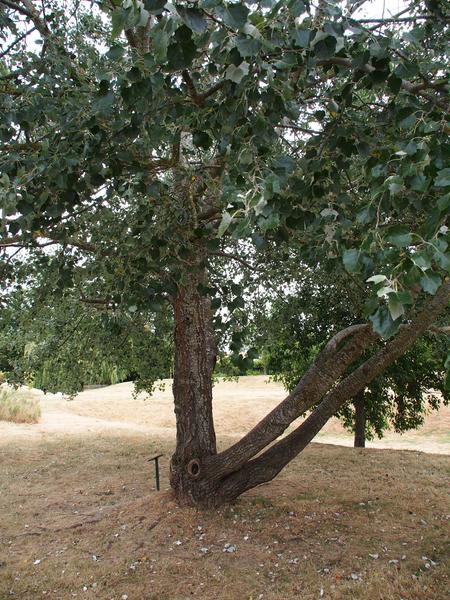 Parc Lussiana_Villemoisson-sur-Orge