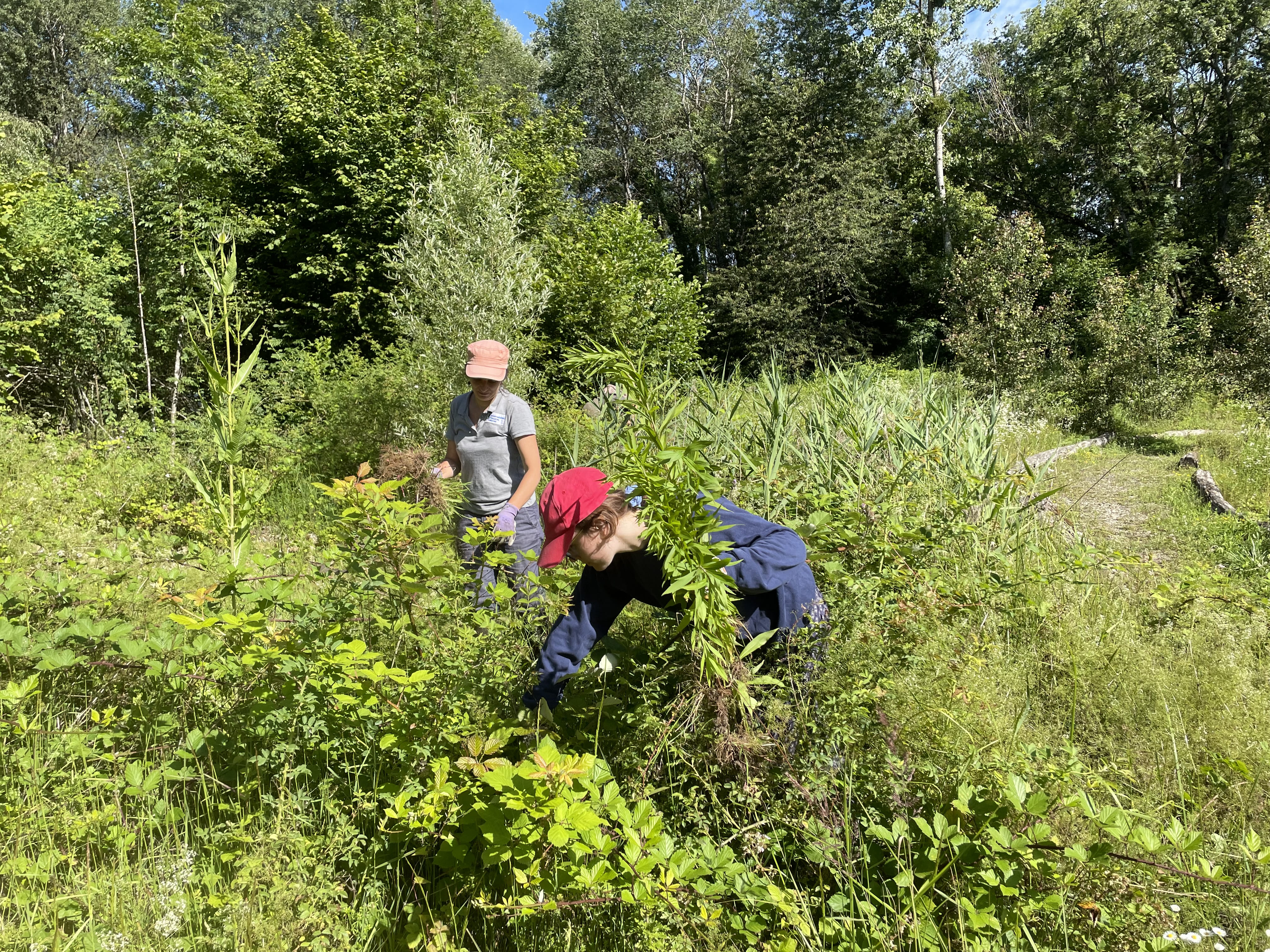 Chantier participatif au marais de Prodon_Divonne-les-Bains