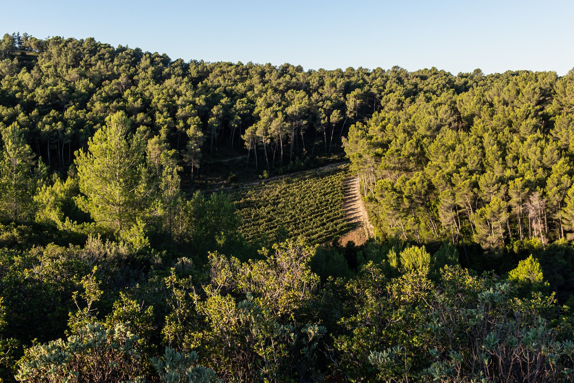 Domaine Dalmeran - photo 5