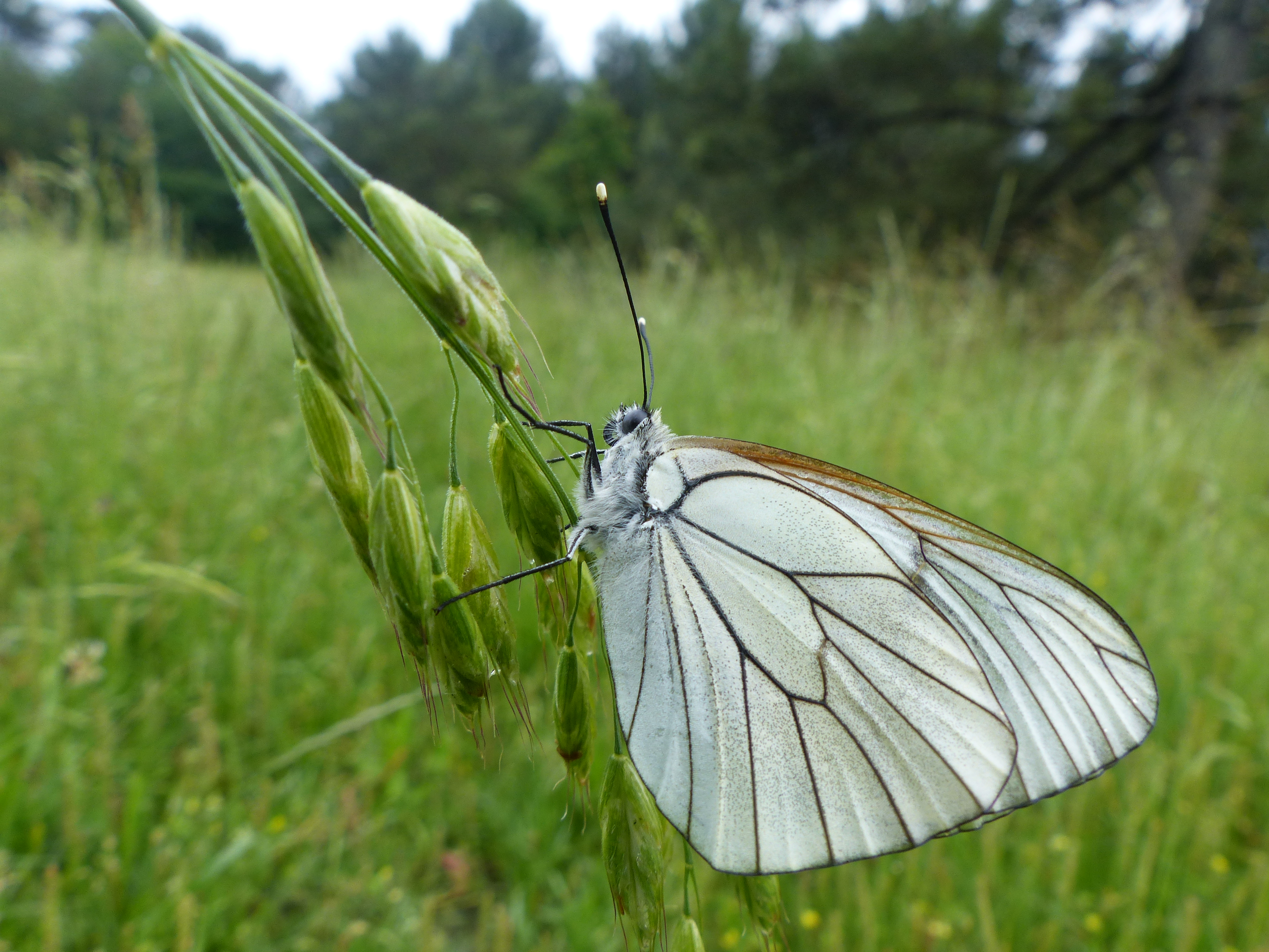 Vis ma vie de naturaliste