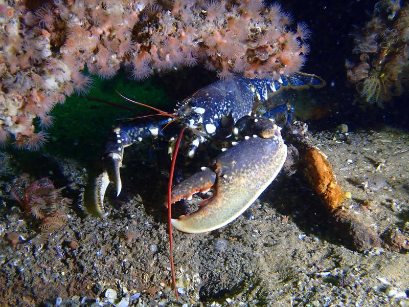 Plongée sous-marine par le Nautilus, sorties exploration en mer de juin à septembre