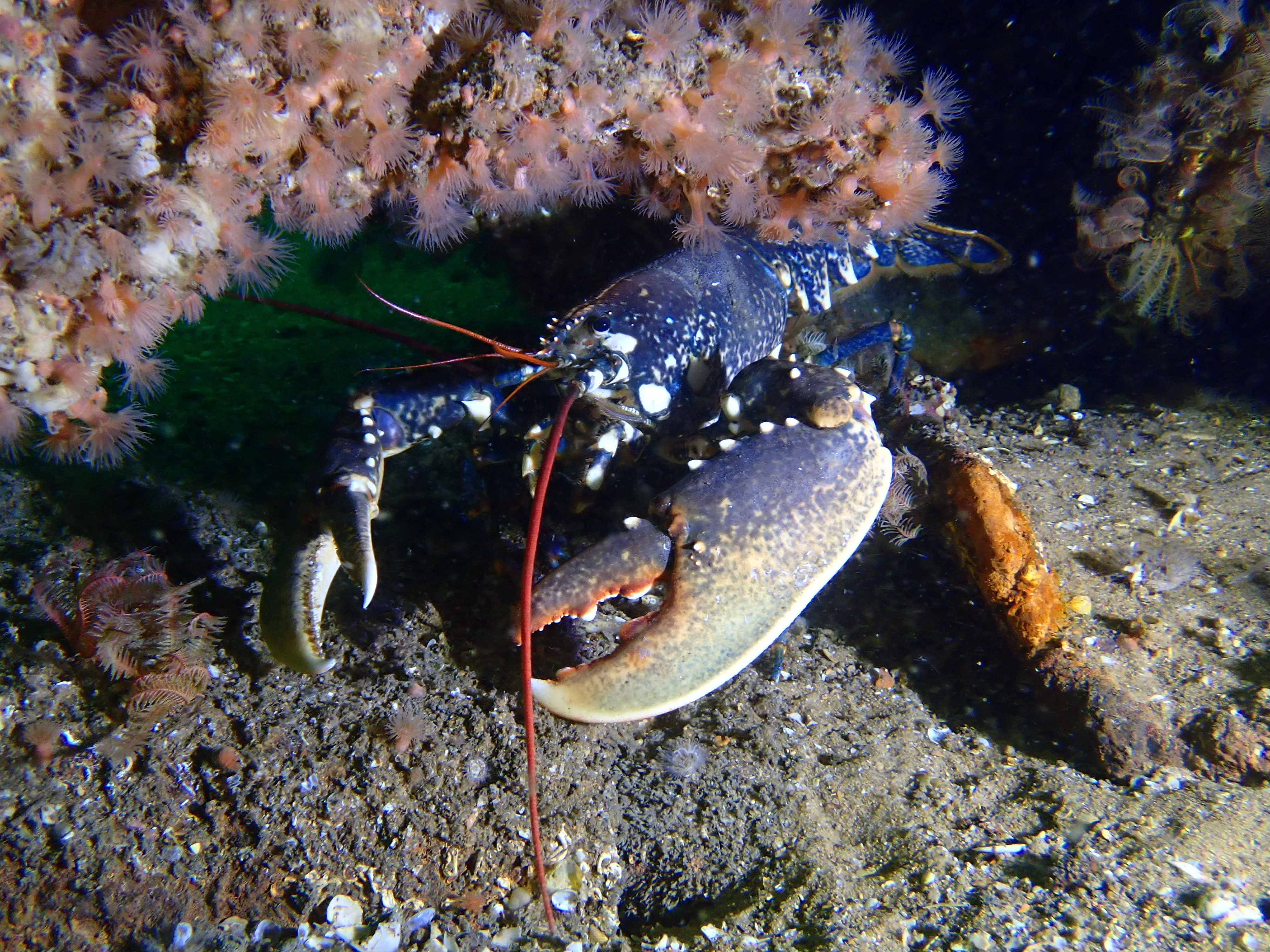 Plongée sous-marine par le Nautilus, sorties exploration en mer de juin à septembre