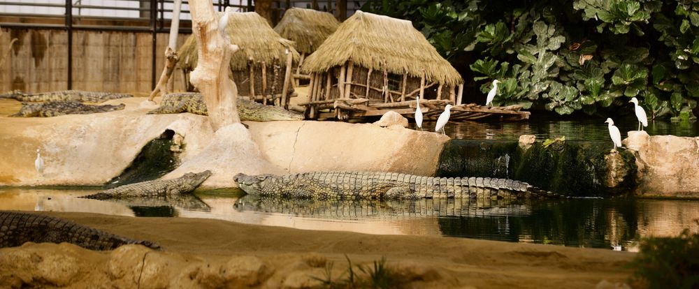 La ferme aux crocodiles - Pierrelatte