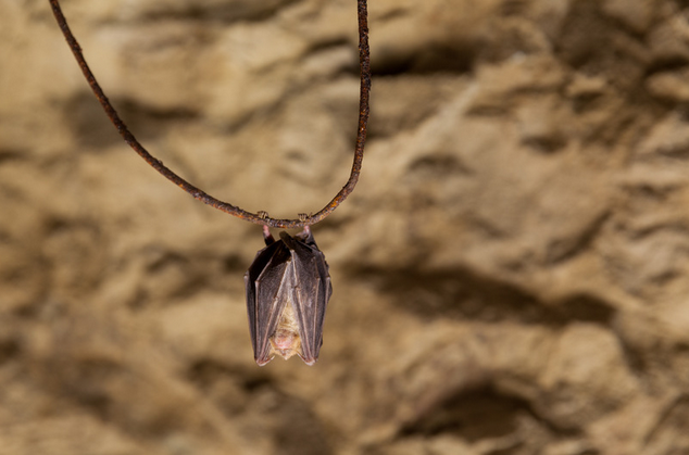 Mystérieuses chauve souris